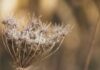 Common Weeds and How to Get Rid of Them