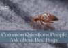 Common Questions about Bed Bugs