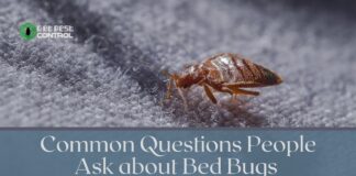 Common Questions about Bed Bugs