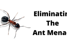 Eliminating The Ant Menace