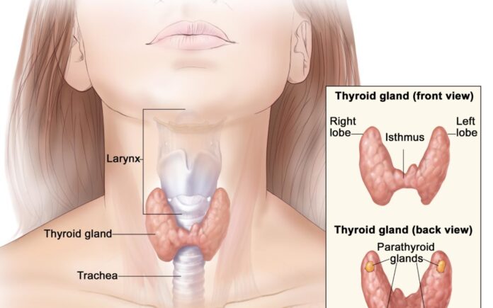 How ENT Treat Thyroid Conditions