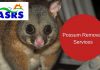 Possum removal in Sydney