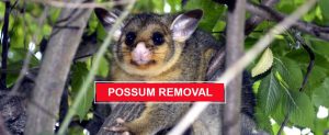 possum removal in Sydney