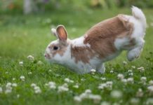 Information About rabbit