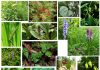 Beneficial Medicinal Plants