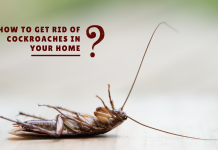 How to Get Rid of Cockroaches in Your Home