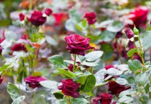 Rose Cultivation Methods and Requirements - Complete Details