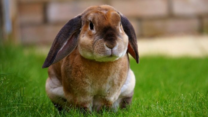 14 Ways to Tell Your Rabbit You Love Them