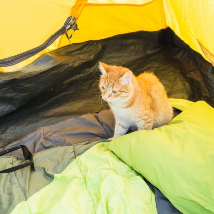 Cat CAMP
