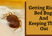 Getting rid of bed bugs