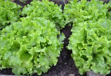 Lettuce Cultivation in India with Essential Information