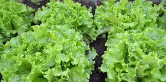 Lettuce Cultivation in India with Essential Information