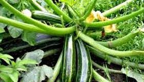 Squash Farming in India - Complete Information on Growing