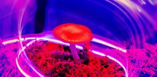 Magic mushrooms fight depression better than antidepressants according to a study