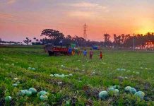Profitable Watermelon farming In India with Guidance