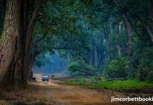 jeep safari online booking