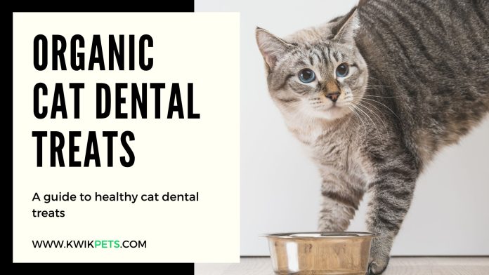 best cat dental treats