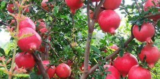Information on Healthy Pomegranate Cultivation In India