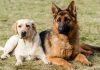 Best Dog Food For Labrador and German Shepherds