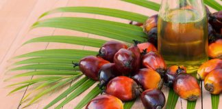 North America Palm Oil Market