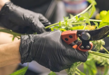 Trimming Scissors For Cannabis