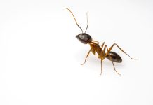 The Most Destructive Ants You Should Be Aware Of