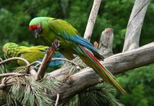 green macaw parrot