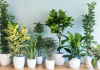 Highest Oxygen Producing Indoor Plants