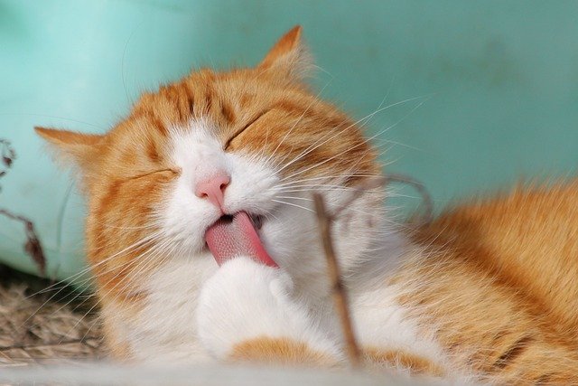 Cat sneezing